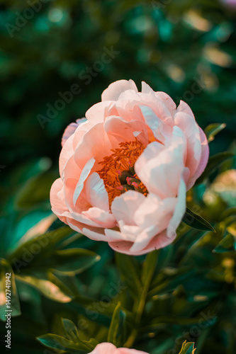 rose in the garden