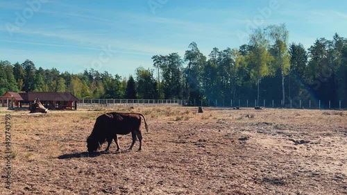 Wild European bison or bison family (Bison bonasus) in the National Park 