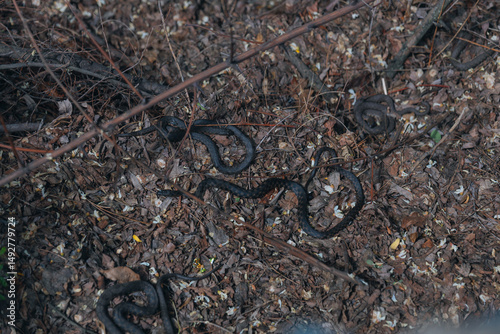 Several black grass snakes in their natural habitat. Wildlife, reptiles, fauna, natural habitat. Group of dark snakes, probably black morphs. Wildlife. Photo background. Nature and pollution photo