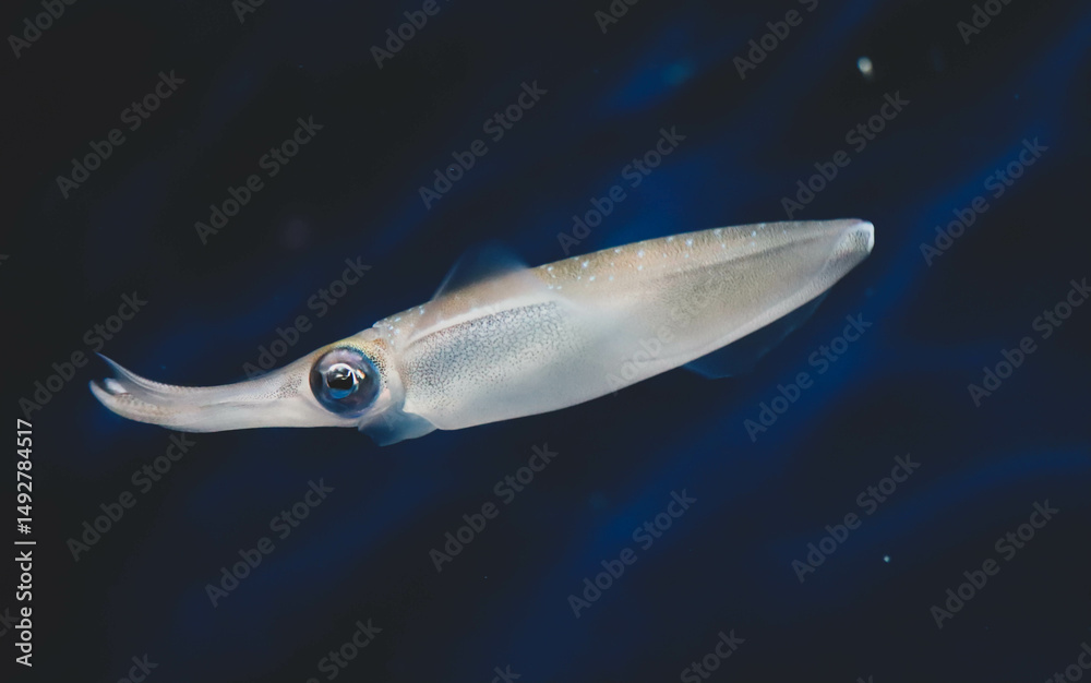 Fototapeta premium Squid swimming in an aquarium
