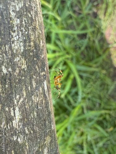 Little cute spider close up