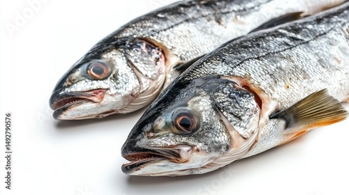 Large-scale fish processing isolated on white background