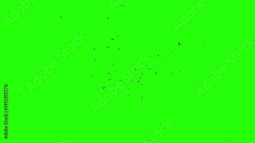 Flock Of Birds On Green Screen.4K Animation. 3D Render