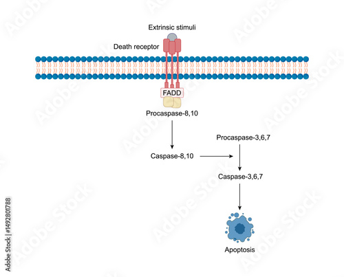 Apoptosis, programmed cell death, extrinsic pathway. Cell breaks into apoptotic bodies. Vector illustration