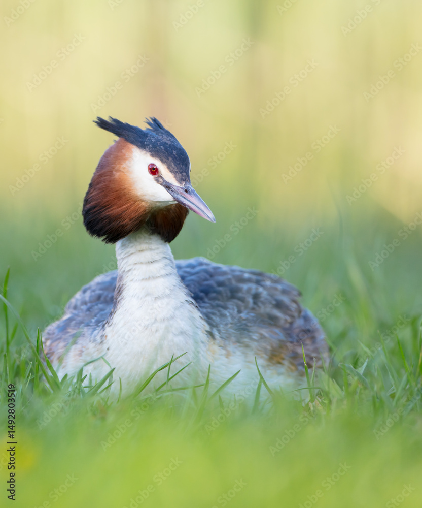 Obraz premium Great Crested Grebe in spring