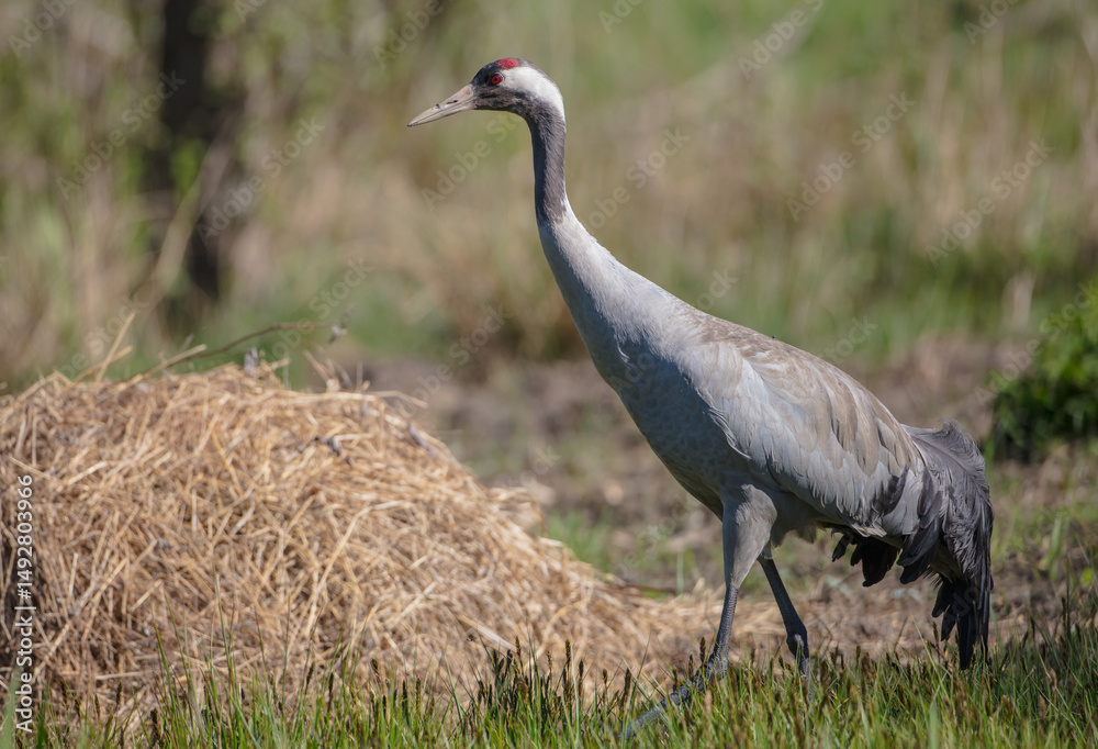 Fototapeta premium The common crane - male bird at a wetland in summer