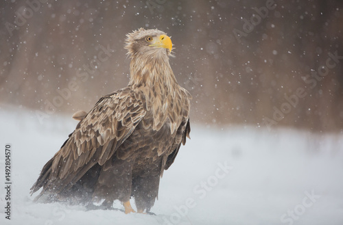 The white-tailed eagle - adult male - in early spring at the wet forest during the snowstorm