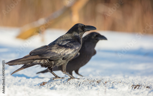 Common Raven - in winter at a wet forest