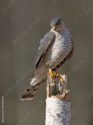 Eurasian Sparrowhawk - adult male at the wet forest in spring