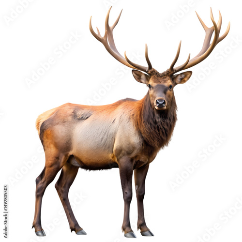 Majestic Elk A Portrait of Antlered Grandeur isolated on transparent background