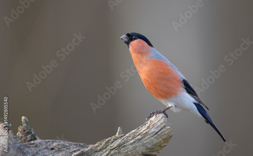 Eurasian Bullfinch - male at a wet forest in spring