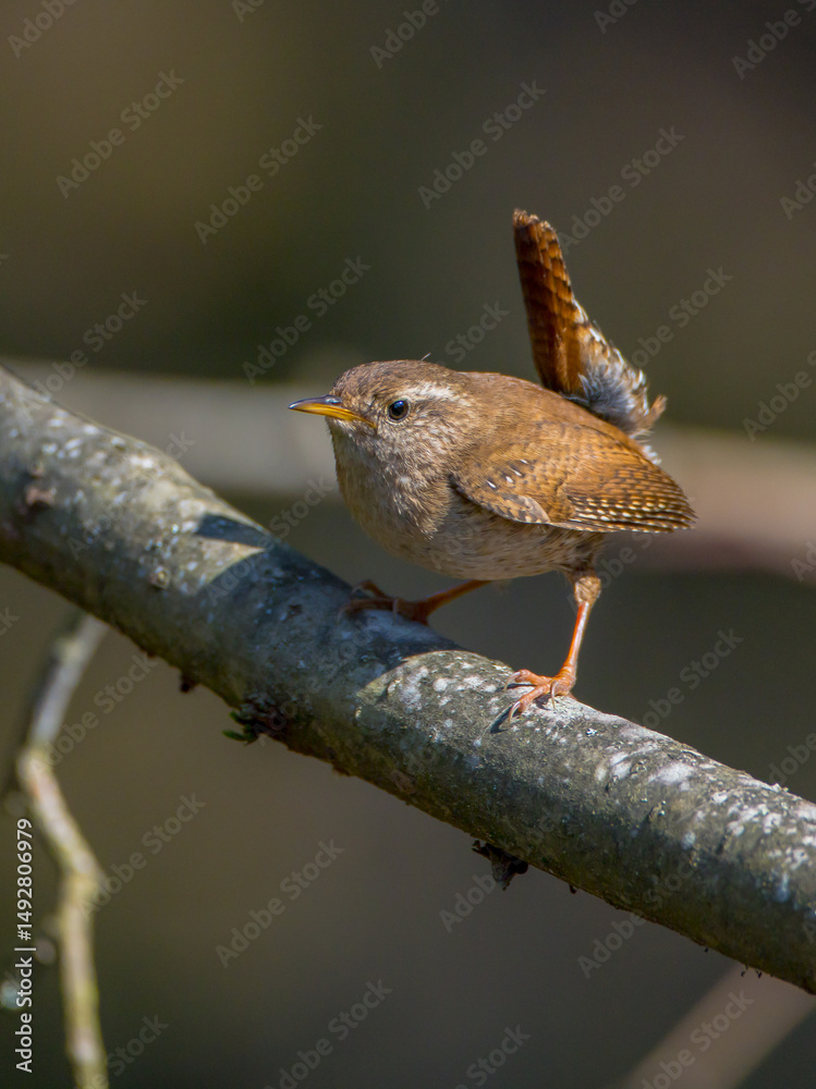 Fototapeta premium Eurasian Wren - in spring at a wet forest