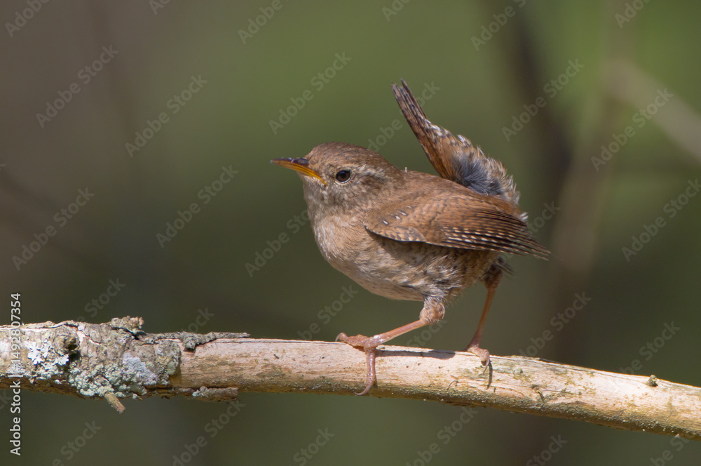 Fototapeta premium Eurasian Wren - in spring at a wet forest