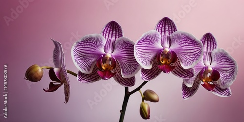 Beautiful purple and white orchids bloom in a soft pastel background showcasing their intricate patterns and gracefulness