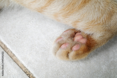 Close-up the soft, pink paw pads of a light orange or ginger cat resting on a tiled floor. Cat paws are super sensitive — they can feel vibrations and temperature, helping cats explore their world 