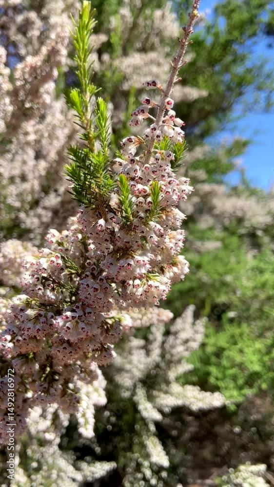 Erica arborea or Tree heather plant blossom against blue sky, Arafo, Tenerife,Canary Islands,Spain,vertical video Erica arborea or Tree heather plant blossom against blue sky, Arafo, Tenerife,Canary Islands,Spain,vertical video