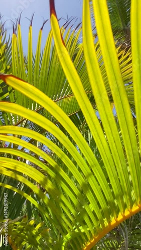 Green palm tree leaves gently swaying on the wind at sunny day. Tropical nature background.Creative minimal summer travel concept,vertical video