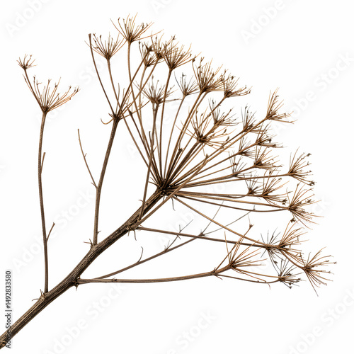 Dried Wildflower Branch Stock Photo