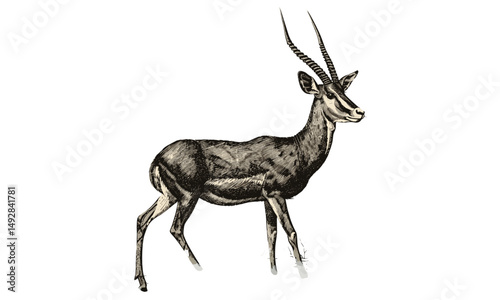 Antique Safari Animal Drawing, Black Sketch of Antelope, Hand-drawn Vintage Illustration, Old Engraving Style, Rustic Wildlife Art, Trendy Wall Print