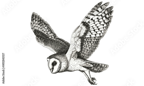 Antique Barn Owl Flight Illustration, Vintage Wildlife Engraving, Monochrome Bird Etching, Retro Nature Sketch, Hand-drawn Owl Art, Black and White, Owl Artwork, forest animal print