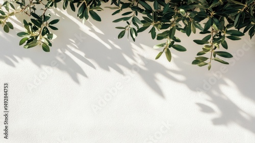 Olive Branch Leaves Casting Shadows on White Textured Wall Background Top View Minimalist Style Mediterranean Feel