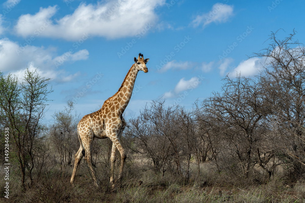 Obraz premium South African Giraffe (Giraffa giraffa giraffa) or Cape giraffe searching for water and food on the savanna in Kruger National Park in South Africa