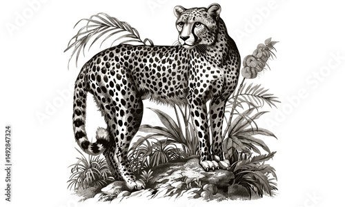 Wild Cheetah in Jungle, Antique Safari Engraving, Vintage Wildlife Etching, Retro Line Art of Nature, Rustic Black Sketch, Fauna Illustration Print, monochrome jungle animal,