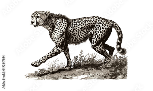 Antique Cheetah Running Engraving, Vintage Wildlife Etching, Monochrome Wild Cat Line Art, Rustic Fauna Print, Detailed Animal Drawing