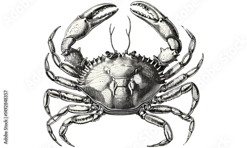 Antique engraving of crab with claws raised, vintage ocean wildlife sketch, hand-drawn crustacean print, marine invertebrate illustration, black nautical decor art