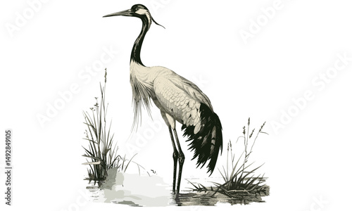 Vintage Crane Engraving in Water, Hand-drawn Wildlife Illustration, Retro Nature Etching, Black Sketch Art, Antique Wading Bird Drawing