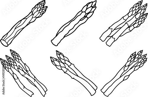 Set of asparagus outline vector illustration coloring book page line art 