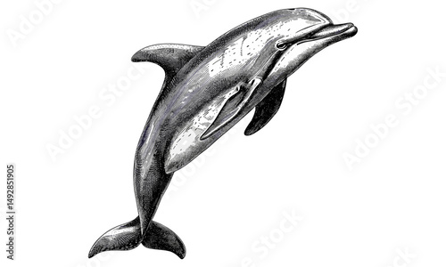Monochrome Dolphin Engraving, Antique Ocean Creature Illustration, Detailed Marine Mammal Drawing, Nautical Print, Vintage Wildlife Etching
