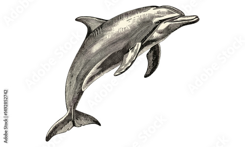 Antique Dolphin Swimming Print, Monochrome Marine Mammal Art, Vintage Ocean Creature Etching, Rustic Fauna Drawing, Nautical Animal Illustration,
