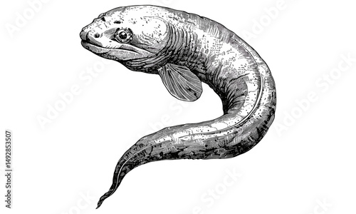 Antique eel engraving, vintage marine life sketch, retro ocean animal illustration, hand-drawn monochrome sea etching, old style aquatic print, black line art, nature artwork,