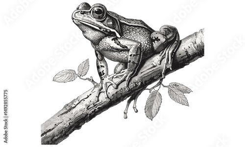 Antique Frog Engraving on Tree Branch, Detailed Line Art Amphibian, Monochrome Wildlife Etching, Rustic Nature Drawing, Vintage Fauna Print Black Sketch