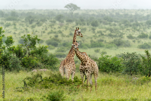 South African Giraffe (Giraffa giraffa giraffa) or Cape giraffe searching for water and food on the savanna in Kruger National Park in South Africa