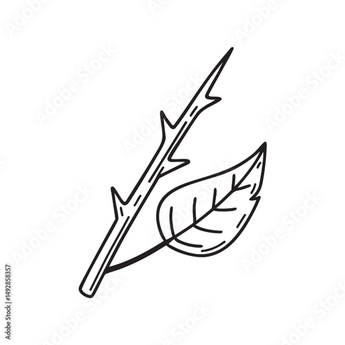 A thorn sticking from a stem beside a fallen leaf
