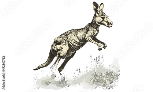 Antique Kangaroo Hopping Illustration, Vintage Australian Wildlife Sketch, Rustic Mammal Art Print, Old Engraving Style, Trendy Nature Line Drawing, monochrome wall poster