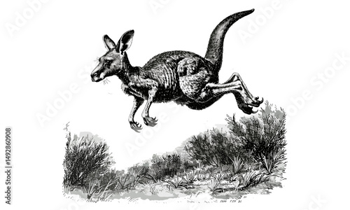 Retro Kangaroo Line Art, Vintage Wildlife Engraving, Rustic Fauna Sketch, Old Style Mammal Drawing, Monochrome Nature Etching for Wall Decor, antique animal illustration