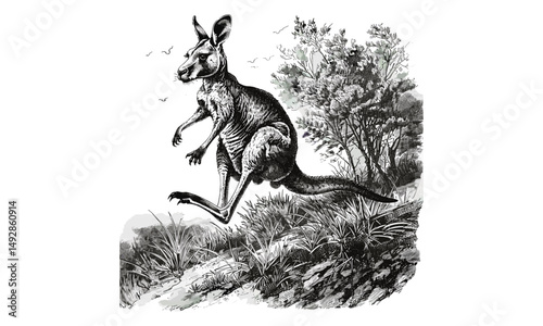 Vintage Kangaroo Engraving, Rustic Australian Mammal Art, Monochrome Wildlife Etching, Antique Nature Illustration, Black Sketch Print, Retro Animal Line Drawing, wall decor art