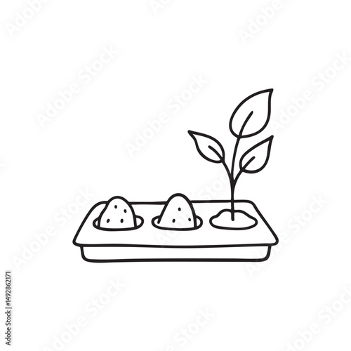 A tickseed sprouting beside scattered soil on a tray
