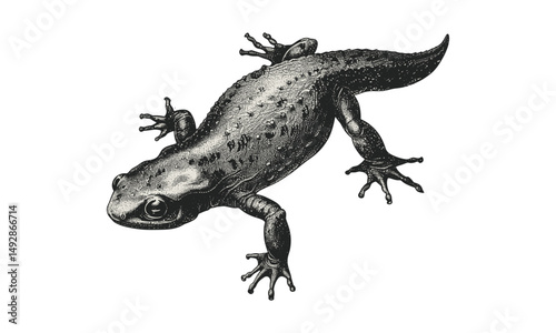 Retro Amphibian Etching, Old Engraving Style of Newt, Vintage Reptile Art, Monochrome Wildlife Sketch, Rustic Nature Drawing, hand-drawn vintage forest animal illustration