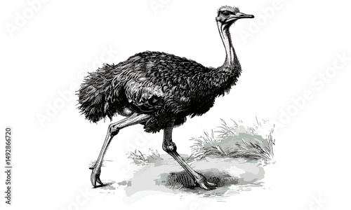 Ostrich Line Art, Vintage Etching, Rustic Animal Design, Monochrome Nature Illustration, Antique Fauna Sketch, traditional print, retro wildlife decor, classic wall poster