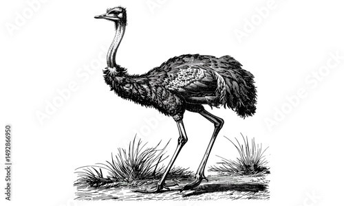 Vintage Ostrich Engraving, Rustic Animal Print, Monochrome Line Art, Antique Bird Etching, Nature Wildlife Sketch, Retro Illustration, classic artwork, ink drawing, fauna decor