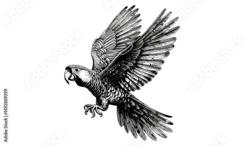 Antique Engraving of Parrot Flying, Monochrome Bird Line Art, Retro Fauna Drawing, Rustic Wildlife Print, Vintage Ornithology Etching, Detailed Nature Illustration, parrot art