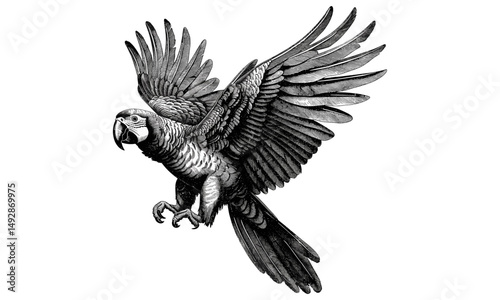 Vintage Ornithology Etching, Antique Engraving of Parrot Flying, Retro Fauna Drawing, Monochrome Bird Line Art, Detailed Nature Illustration, Rustic Wildlife Print