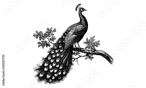 Antique Engraving of Peacock Perched on Branch, Monochrome Bird Line Art, Vintage Ornithology Etching, Retro Fauna Drawing, Rustic Wildlife Print, Black Sketch, Old Engraving Style,
