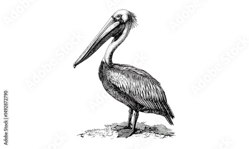 Antique Engraving of Pelican with Open Beak, Vintage Ornithology Sketch, Hand-drawn Wildlife Illustration, Rustic Nature Art, Black Sketch, Coastal Bird Drawing, Vintage Artwork