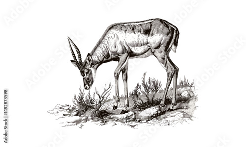 Antique Engraving of Pronghorn Antelope Grazing, Vintage Wildlife Etching, Retro Fauna Drawing, Detailed Nature Illustration, Black Sketch, Monochrome Mammal Line Art,