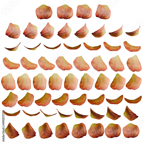 Orange Rose Petal 3d Rotation Sequence with Transparency